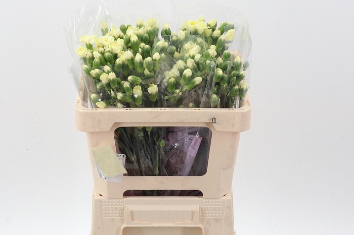 <h4>Di Tr Xanthe 50cm</h4>