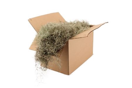 Mos Tillandsia Grof