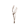 Syringa Branch Extra Moryl