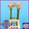 Allium Silverspring