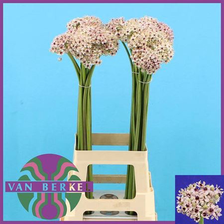 <h4>Allium Silverspring</h4>