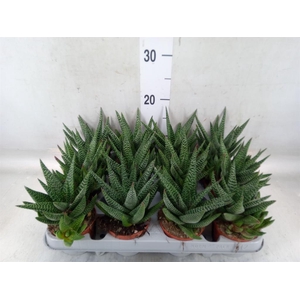 xGasterhaworthia  'Royal Highness'