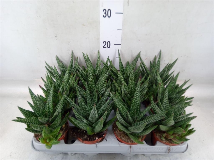 <h4>xGasterhaworthia  'Royal Highness'</h4>