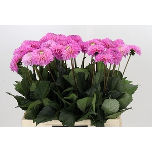 Dahlia BA 'Wizard of Oz'