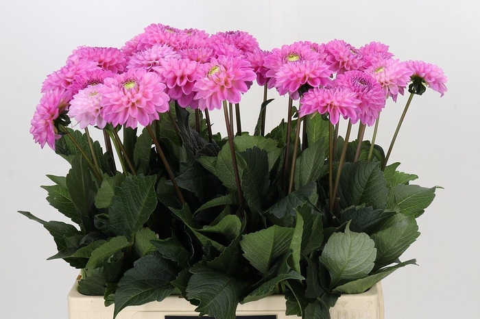 <h4>Dahlia BA 'Wizard of Oz'</h4>