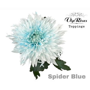 Chr G Spider Blue