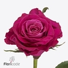 Rosa large movie star