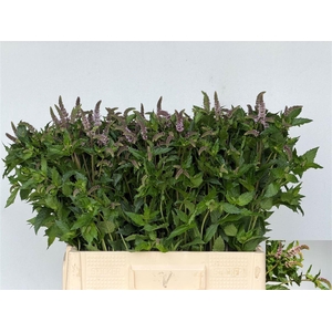 Mentha Tigra