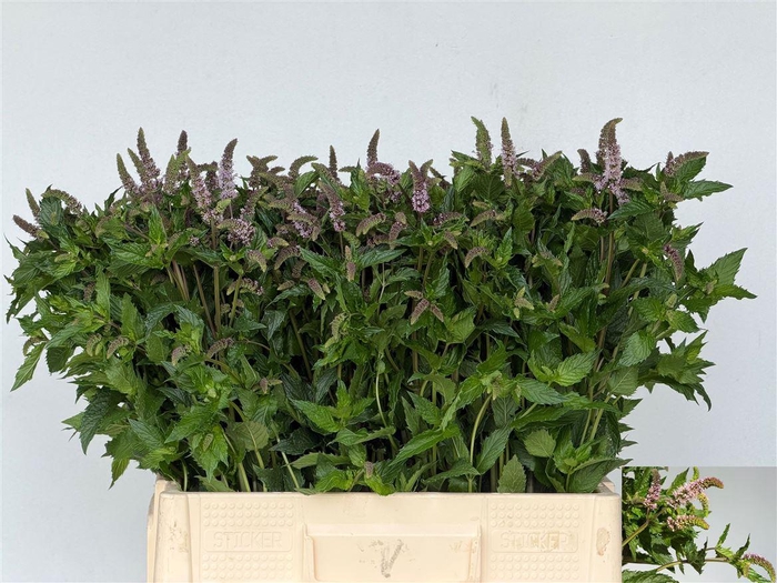 <h4>Mentha Tigra</h4>