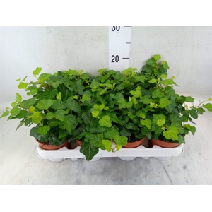 Hedera helix 'Wonder'