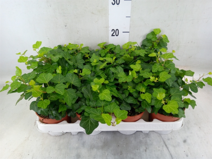 <h4>Hedera helix 'Wonder'</h4>