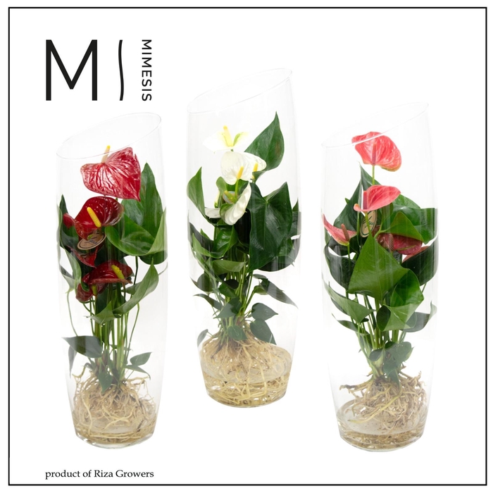 <h4>Mimesis Anthurium KARMA Grandiflora mix - Aqua di Karma Sky 50cm</h4>