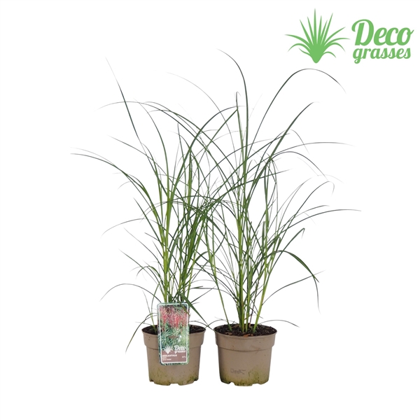 <h4>Miscanthus sinensis 'Grosse Fontäne'</h4>