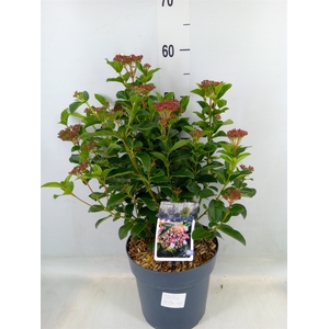 Viburnum tinus