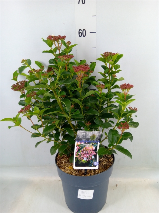 <h4>Viburnum tinus</h4>
