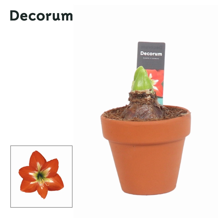 <h4>Amaryllis Kolibri Christmas Star 2 Knop Terracotta OP (Decorum</h4>