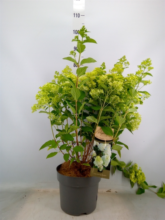 <h4>Hydrangea pan.</h4>