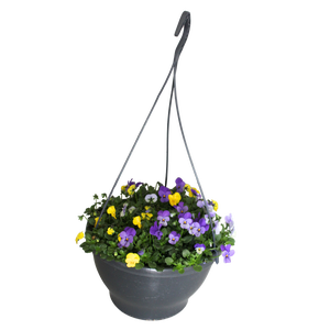 Hangpot 30 cm met waterreservoir Viola Cornuta Geel-blauw