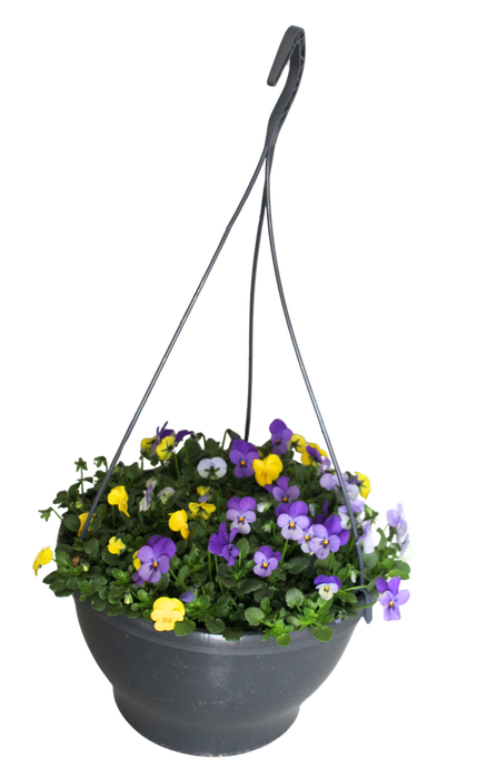 <h4>Hangpot 30 cm met waterreservoir Viola Cornuta Geel-blauw</h4>