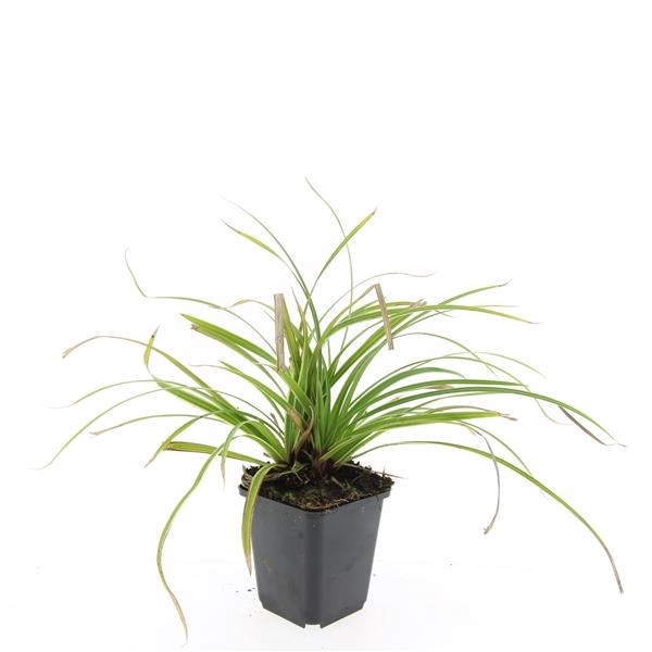 <h4>Carex morrowii 'Ice Dance'</h4>