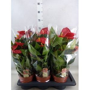 Anthurium andr. 'Tremendo'