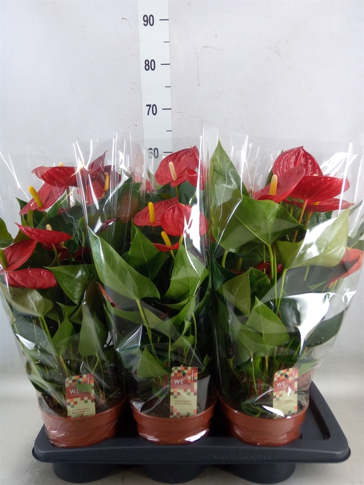 <h4>Anthurium andr. 'Tremendo'</h4>