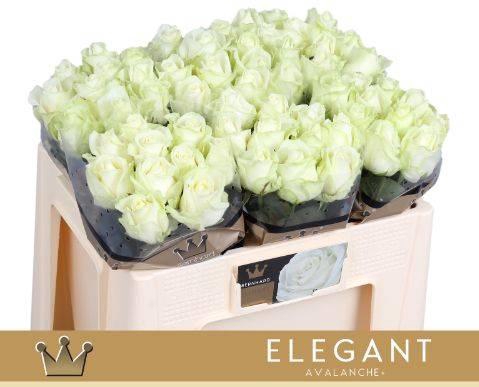 <h4>R GR AVALANCHE+ Elegant A1 50cm</h4>