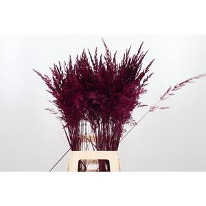 Calamagrostis Kl Bh Cerise