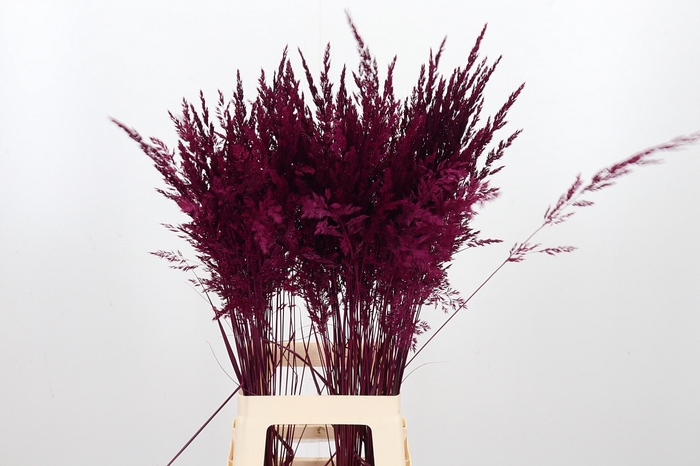 <h4>Calamagrostis Kl Bh Cerise</h4>