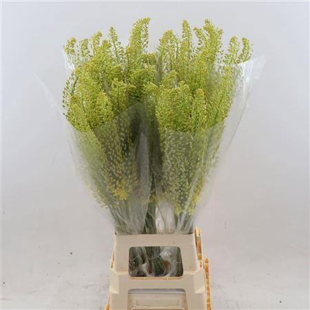 <h4>Eremurus Stenophyllu</h4>