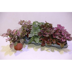 arr8 Hypoest Conf C Gem