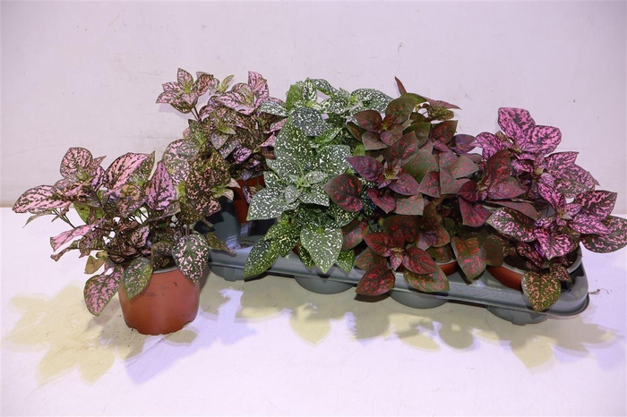 <h4>arr8 Hypoest Conf C Gem</h4>