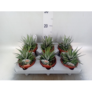 Haworthia fasciata 'Big Band'