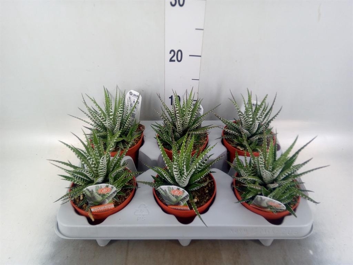 <h4>Haworthia fasciata 'Big Band'</h4>
