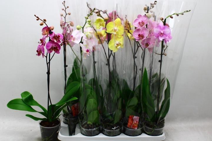 <h4>PHAL GEM</h4>