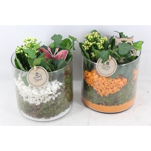 Arr2 Pl - Glas Cilinder 15x15 - Oranje/wit