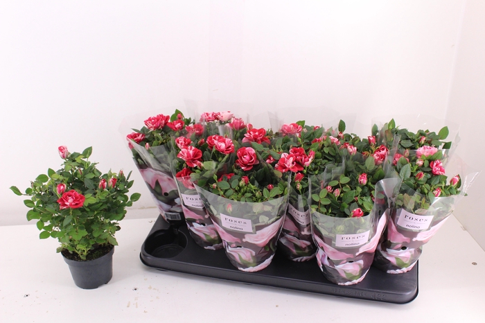 <h4>RO GIGI PARTY</h4>