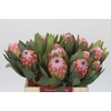 Protea Susara