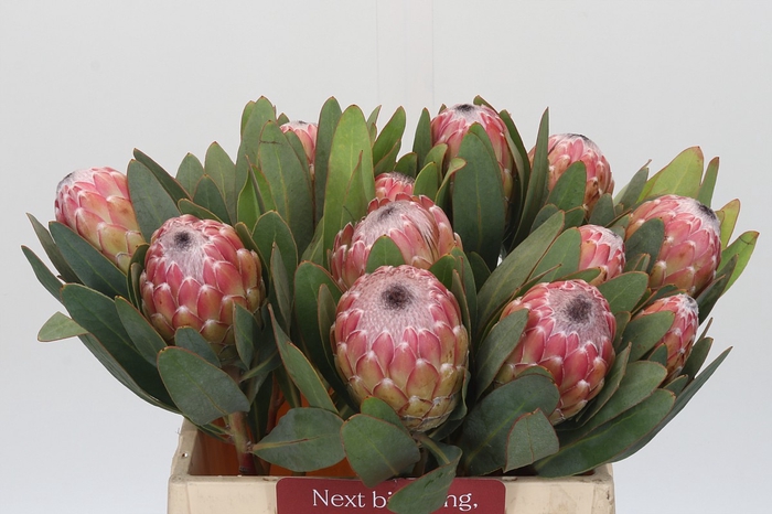 <h4>Protea Susara</h4>
