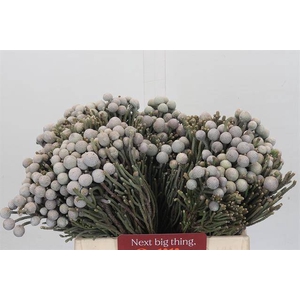 KAAPS SILVER BRUNIA