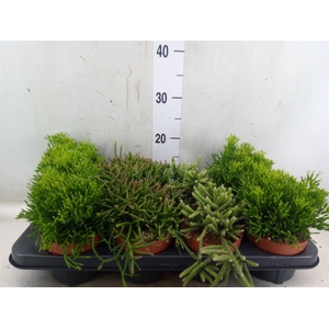 Rhipsalis   ...mix