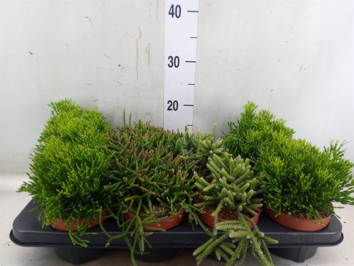 <h4>Rhipsalis   ...mix</h4>