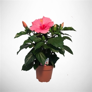 HibisQs rosa-sinensis ‘Adonicus Pink’ p13