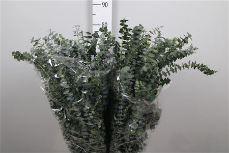 <h4>Euca Baby Blue Per Bunch</h4>