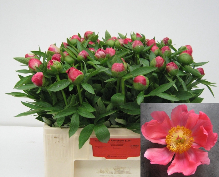 <h4>PAEO HH FLAME</h4>