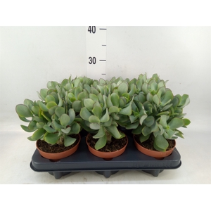 Crassula arborescens 'Petit Wave'