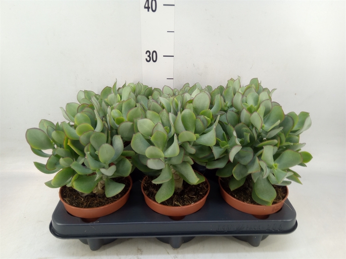 <h4>Crassula arborescens 'Petit Wave'</h4>