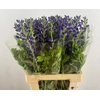 BAPTISIA AUSTRALIS