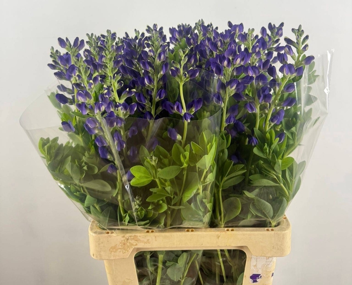 BAPTISIA AUSTRALIS