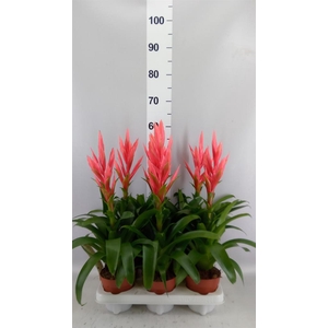 Tillandsia  'Ziva'